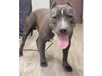 Adopt Hs260173/ Blue a Pit Bull Terrier