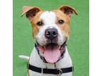 Adopt Rocky a Pit Bull Terrier