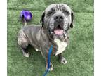 Adopt ZEN a Neapolitan Mastiff