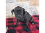 Cane Corso Puppy for sale in Butler, IN, USA