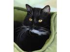 Adopt Batman a Domestic Short Hair