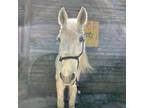 Adopt Hibiscus a Quarterhorse