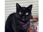 Adopt Dathomir a Domestic Short Hair