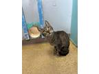 Adopt Danny Victor a Tabby