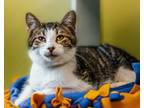 Adopt Frosty the Snowman a Domestic Short Hair