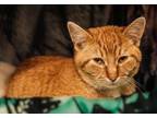 Adopt Little Drummer Boy a Domestic Short Hair