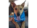 Adopt Bubba a Basenji, Labrador Retriever