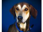 Adopt Banjo a Hound, German Shepherd Dog