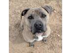 Adopt Reyna a Brindle Terrier (Unknown Type, Small) / Black Mouth Cur / Mixed