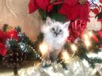Christmas Ragdoll Kittens