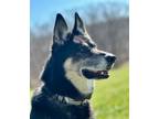 Adopt Sky a German Shepherd Dog, Siberian Husky
