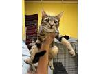 Adopt Pherrell a Domestic Short Hair