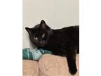 Adopt Mr Bear a Domestic Short Hair