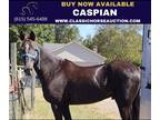 Rocky Mountain Gaited Barefoot Trail Deluxe
