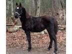 Beautiful black warmblood colt