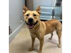 Adopt York a Carolina Dog