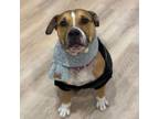 Adopt Tito - very friendly and sweet! a American Staffordshire Terrier, Boxer