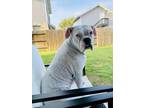 Adopt Jamice - Silver Heart a White Boxer / Mixed dog in Austin, TX (37545036)
