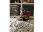 Adopt Cannoli a Domestic Shorthair / Mixed (short coat) cat in Sewell