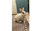 Adopt Jupiter RABBIT a Hotot