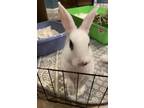 Adopt Luna's Saturn RABBIT KIT a Hotot