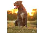 Adopt Tank a Gray/Blue/Silver/Salt & Pepper Pit Bull Terrier / Mixed dog in Lone