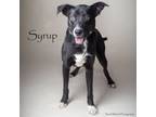 Adopt Syrup a Australian Cattle Dog / Blue Heeler, Mixed Breed