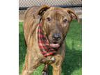 Adopt Kelsey a Brown/Chocolate Mixed Breed (Large) / Mixed dog in Kansas City