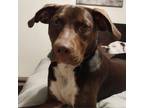 Adopt Penny LG a Brown/Chocolate German Shorthaired Pointer / Mixed Breed