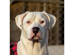 Adopt Indica a Great Dane / American Pit Bull Terrier / Mixed dog in PAHRUMP