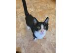 Adopt Erica a Domestic Shorthair / Mixed (short coat) cat in Sprakers