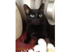 Adopt Cosmo a All Black Domestic Shorthair / Domestic Shorthair / Mixed cat in