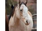 Adopt Sweet Pea a Grade / Mixed horse in Kanab, UT (37004062)