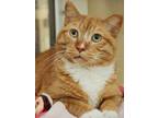 Adopt Jersey Joe a Orange or Red Domestic Shorthair / Mixed Breed (Medium) /