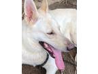 Adopt Sidney Poitier -SUPER STAR a White German Shepherd Dog / Mixed dog in