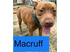 Adopt MACRUFF a American Pit Bull Terrier / Mixed dog in Marianna, FL (37669048)