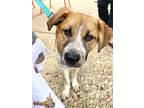 Adopt Sherlock a Brown/Chocolate - with White Brittany / Rottweiler / Mixed dog