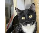 Adopt Boots a All Black Domestic Shorthair / Domestic Shorthair / Mixed cat in