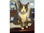 Adopt Michone a Gray or Blue (Mostly) Domestic Shorthair (short coat) cat in
