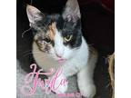 Adopt Twyla a Calico or Dilute Calico Domestic Shorthair / Mixed cat in Simi
