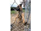 Adopt Johnny a Black German Shepherd Dog / Mixed dog in Selma, CA (37484393)