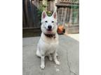 Adopt Goldie a White - with Brown or Chocolate Siberian Husky / Mixed dog in
