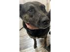 Adopt Flannery a Black - with Gray or Silver Mixed Breed (Medium) / Mixed dog in