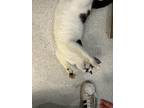 Adopt Moo a Black & White or Tuxedo Domestic Shorthair (short coat) cat in