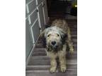 Adopt Jasper a German Shepherd Dog, Poodle