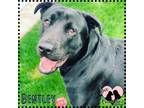 Adopt Bentley a Black Labrador Retriever / Mixed dog in Gilbert, AZ (37487384)