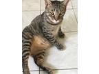 Adopt AKELA! a Brown Tabby Domestic Shorthair (short coat) cat in Owenboro