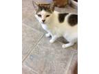Adopt IZZY a Black & White or Tuxedo Domestic Shorthair (short coat) cat in