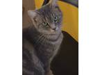 Adopt KIWI! a Brown Tabby Domestic Shorthair (short coat) cat in Owenboro