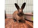 Adopt Figgy a Himalayan / Mixed rabbit in Port Richey, FL (37488438)